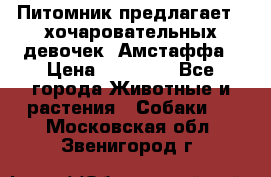 Питомник предлагает 2-хочаровательных девочек  Амстаффа › Цена ­ 25 000 - Все города Животные и растения » Собаки   . Московская обл.,Звенигород г.